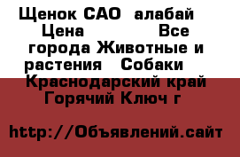 Щенок САО (алабай) › Цена ­ 10 000 - Все города Животные и растения » Собаки   . Краснодарский край,Горячий Ключ г.